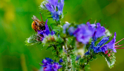 Bee pollinating plants in the field to produce honey.