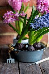 Concept of home spring gardening indoors. Beautiful pink and purple hyacinth bulbous flowers in ceramic or metal pots on the windowsill in the kitchen. Leisure, hobby, recreation. Earth day