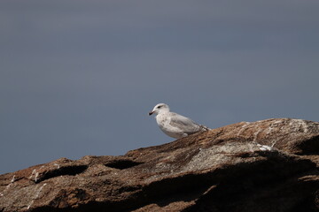 seagull on rock