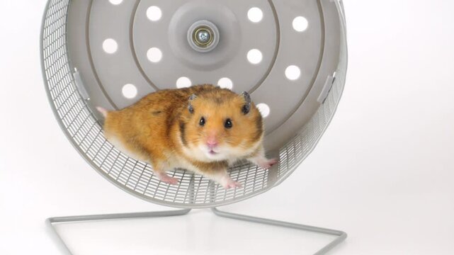 Energetic hamster running on exercise wheel in motion sequence