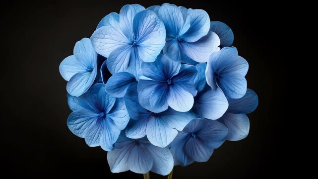 Blue hydrangea transitioning from bright light to dark background in timelapse