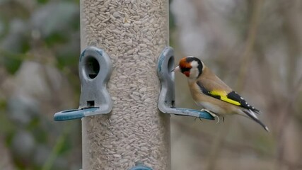 Goldfinch Eating on a Bird Feeder