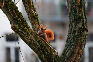 niedliches kleines Eichh&ouml;rnchen klettert im Winter durch eine Robinie, rotbraunes H&ouml;rnchen in der Stadt, Eichh&ouml;rnchen mit Buschigem Schwanz
