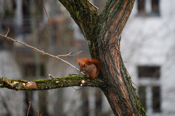 niedliches kleines Eichh&ouml;rnchen klettert im Winter durch eine Robinie, rotbraunes H&ouml;rnchen in der Stadt, Eichh&ouml;rnchen mit Buschigem Schwanz