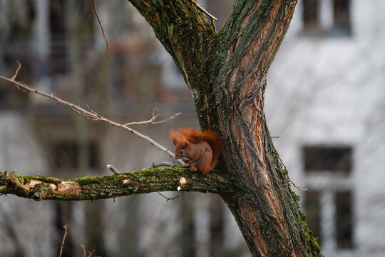 niedliches kleines Eichh&ouml;rnchen klettert im Winter durch eine Robinie, rotbraunes H&ouml;rnchen in der Stadt, Eichh&ouml;rnchen mit Buschigem Schwanz