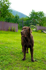Chocolate beautiful labrador outdoors on grassy lawn, a serious dog, a pet