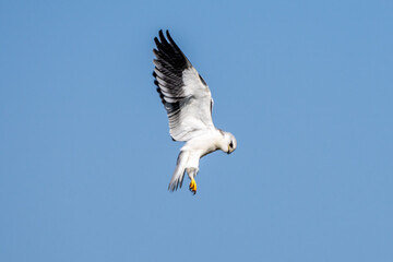 Black-winged kite