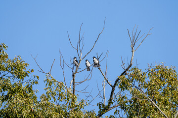 Pied falconet family on a branch