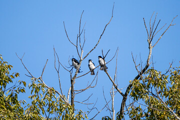 Pied falconet family on a branch