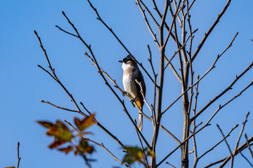 Brown-breasted bulbul side portrait