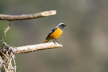 Daurian redstart male