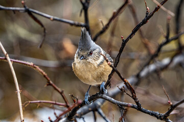 Grey-crested tit front portrait