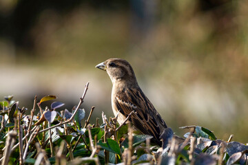 A sparrow perched on a bush in the park. Passer domesticus. Close-up focus.