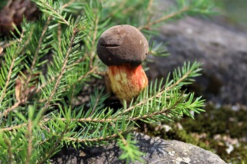 mushroom in the forest