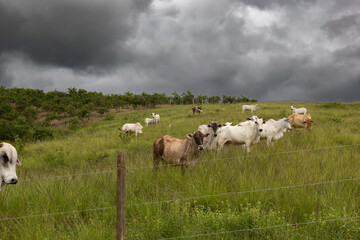 bulls and cows in the pasture, during a late afternoon