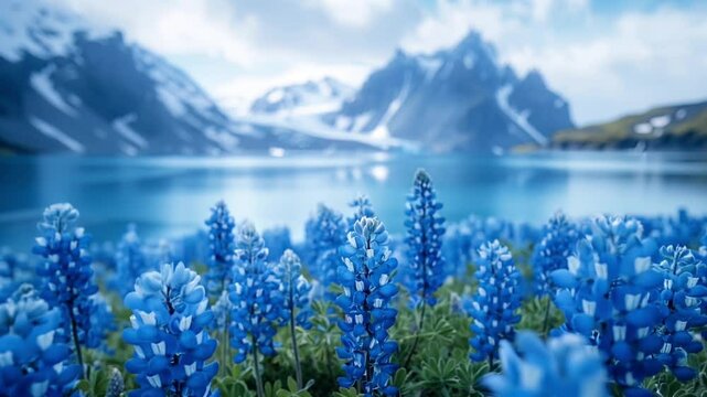 Lupine Mountain Images – Browse 17,871 Stock Photos, Vectors