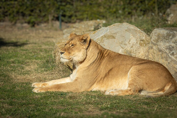 lionne, en gros plan, couché dans l'herbe.
