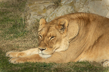 lionne, en gros plan, couché dans l'herbe.