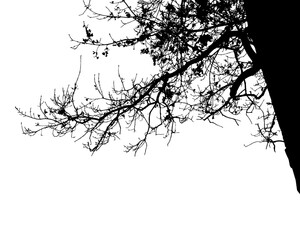 Natural silhouette of a oak branches  close-up on a transparent background.