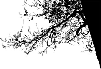 Natural silhouette of oak tree. Natural silhouette of oak branches on white background. Vector Illustration.     