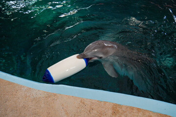 A dolphin plays with a toy in the pool at the dolphinarium. He carries the toy.