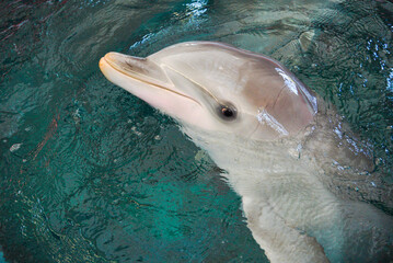 A dolphin photographed in the dolphinarium up close.
