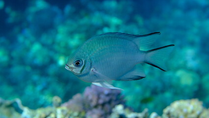 Maldives damselfish (Amblyglyphidodon indicus) undersea, Red Sea, Egypt, Sharm El Sheikh, Montazah Bay