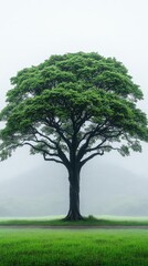 Fototapeta premium Single Green Tree in Foggy Field