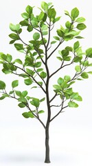 Obraz premium Small Green Tree on White Background