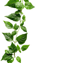Green leaves branch isolated on a white or transparent background