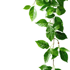 Fototapeta premium Green tree branch isolated on a white or transparent background