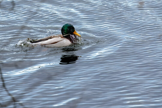 duck washing its beak in the lake - Powered by Adobe