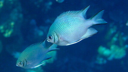 Maldives damselfish (Amblyglyphidodon indicus) undersea, Red Sea, Egypt, Sharm El Sheikh, Montazah Bay