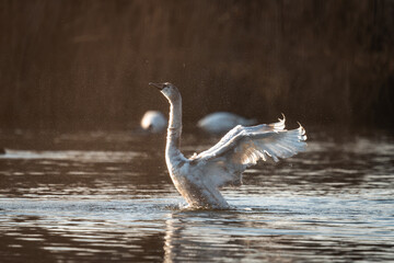 Fototapeta premium Swans on the lake. Swan in the sunset. A swan flapping its wings and splashing water. 