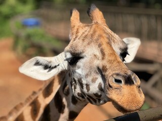 portrait of a giraffe