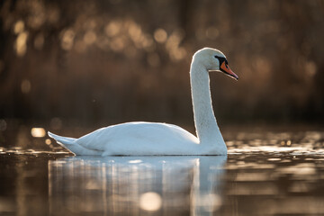 Swans on the lake. Swan in the sunset