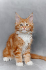 ginger Maine-Coon kitten sitting on grey chair at home, red small thoroughbred cat. pet care concept, vertical photo