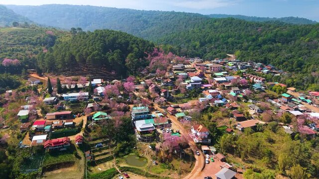 Aerial view of blooming Wild Himalayan cherry trees in Hin Rong Kla village in Loei Province, Thailand
