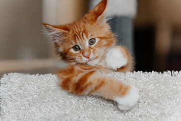 ginger Maine-Coon kitten playing on cat house at home, red small thoroughbred cat. pet care concept