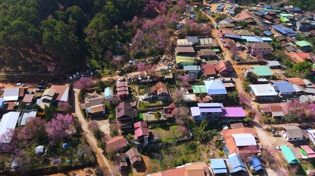 Aerial view of blooming Wild Himalayan cherry trees in Hin Rong Kla village in Loei Province, Thailand

