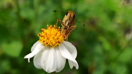 the skipper insect