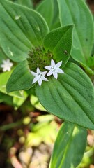 Obraz premium Richardia brasiliensis in the garden
