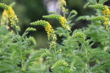 Agrimonia eupatoria. Common agrimony yellow flowers.