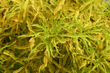 Abstract background of yellow broccoli leaf texture.Ornamental plant concept.Natural abstract texture and pattern.For graphic design or banner background