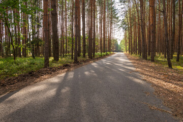 Sunbeams shining through the forest trees