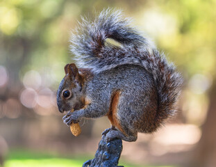 Obraz premium Close-ip portrait of a grey squirrel eating a peanut at the back of the bench in a park, Mexico City, Mexico