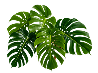 Green leaves of tropical plants bush (Monstera, palm, rubber plant, pine, bird’s nest fern) floral arrangement indoors garden nature backdrop isolated,white,fresh,flora