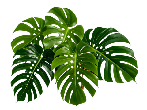 Green leaves of tropical plants bush (Monstera, palm, rubber plant, pine, bird’s nest fern) floral arrangement indoors garden nature backdrop isolated,white,fresh,flora
