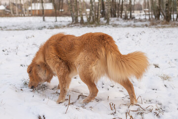 Golden retriever dog sniffing in snow