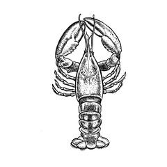 The lobster. A hand-drawn vector graphic illustration. Black and white image of seafood. Isolated from the background. Perfect for menus, recipe books, packages, labels, and more.